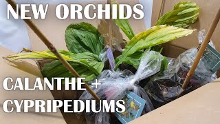 Hardy Garden Orchids  New Cypripedium and Calanthe Hybrids 🌸 Unboxing Repot  Greenhouse Home 🌱 [upl. by Israeli58]