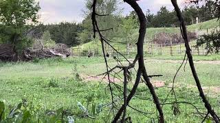 Nebraska Double Turkey Hunt [upl. by Hutchison]