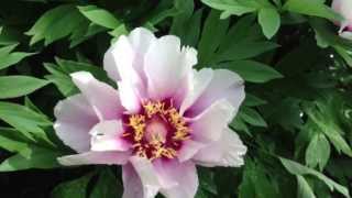 Peony Cora Louise Itoh Hybrid  wwwpeonyshopcom [upl. by Laerol]