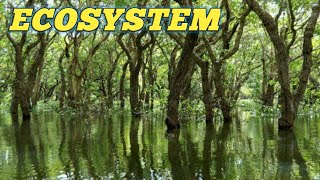 Ecosystem Types Components of Ecosystem Producers Consumers Decomposers [upl. by Fries]