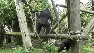 Gorillas Fighting at Edinburgh Zoo [upl. by Aimek]