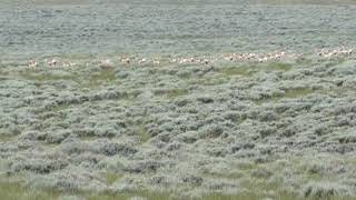 Pronghorn Running Then Stopping in the Rockies South of Rawlins Wyoming USA [upl. by Ube279]