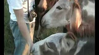 Begging Burros at Custer State Park SD [upl. by Safoelc373]