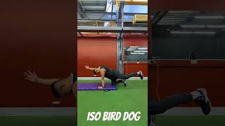 ISO BIRD DOG vocaloid ボカロ motivation GYM FIT [upl. by Uile]