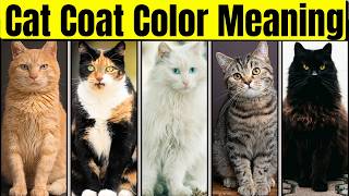 Your Cats Personality According To Its Coat Color Feline Personality and Curiosities [upl. by Arriek]