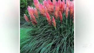 Cortaderia  garden plants [upl. by Chrystal]