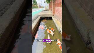 Koi Fish Thriving in Japan’s Clear Drains✨😮 koi japan fish drainage [upl. by Duomham223]