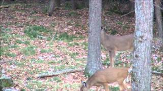 Doe Taken with Ruger Super Blackhawk 44 Mag [upl. by Acinat576]