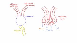 Meet the Glomerulus of the Kidney [upl. by Sinnaoi99]