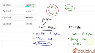 vascular bundle with protoxylem towards the periphery is [upl. by Hessney]