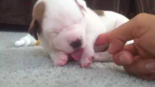 Baby pitbull ticklish [upl. by Ealasaid]