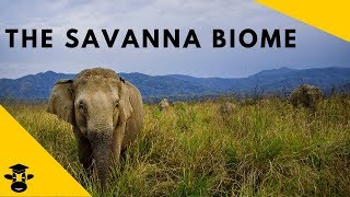 Savanna Grassland Biomes of the world [upl. by Israeli153]