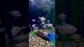 Which is Better Black Skirt vs White Skirt Tetra shorts aquariumfish fishtank fishkeeping [upl. by Anyalram]