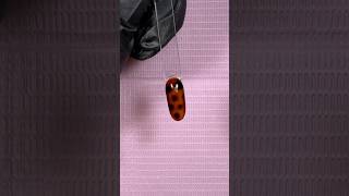 Trendy Tortoise Shell Nails Tutorial nails fyp nailart [upl. by Zahara]