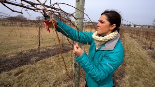 Pruning and Establishing Cordons in New Cold Climate Grapevines [upl. by Irolav]