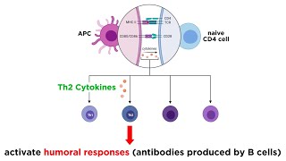 Cytokines and Chemokines [upl. by Nommad]