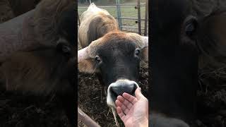 Mama’s sweet longhorn heifer ranch cattle longhorns [upl. by Huntington103]