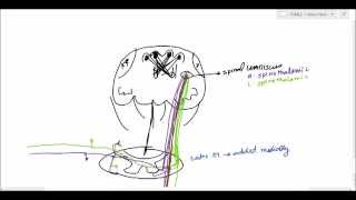 Neuroanatomy  Spinothalamic Tract amp Spinal Tectal Tract USMLE [upl. by Keram11]