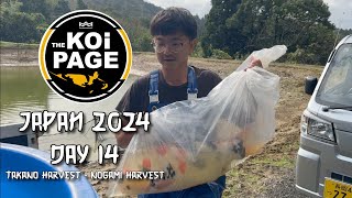 TheKoiPage  Japan Day 14  Takano Harvest  Nogami Harvest  Marudo [upl. by Ytsirhk]