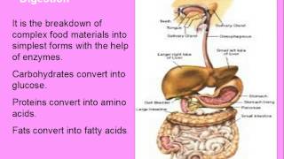 Nutrition in Animals [upl. by Ruskin]