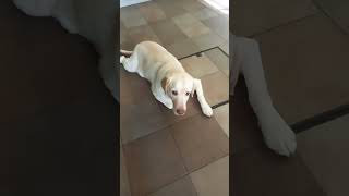 chowder timehighlights viralvideo happy animals labrador [upl. by Ariday]