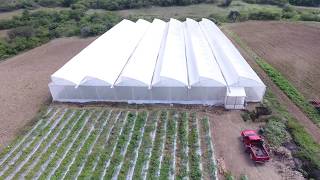 Producción de tomate en invernadero  Yaxe Ocotlán Oaxaca [upl. by Pegg]