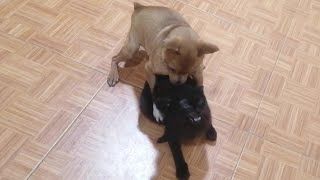 Female Dog Raping Male Kitten by Force [upl. by Rosenkranz]