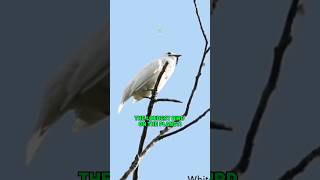 The Loudest Bird On The Planet  White Bellbird [upl. by Topliffe389]