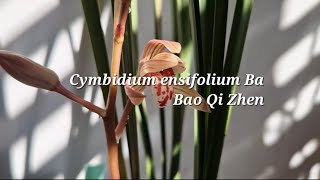 Cymbidium ensifolium Ba Bao Qi Zhen [upl. by Merriman]