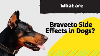 What are Bravecto Side Effects in Dogs a MUST KNOW Information for Dog Owners [upl. by Kurt]