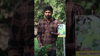 Miswak Plants  Mouth Freshener Plants  Miswak In Telugu  Kadiyam Abbai  Shorts  235 [upl. by Ettenahc]