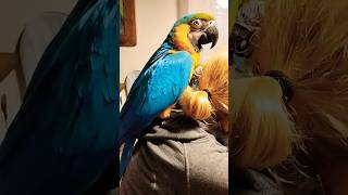 Papuga ara ararauna macaw parrot [upl. by Larner]