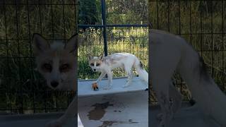 KitKat loves his carrot Go watch the full video of the Clevyr foxes picking new toys foxsounds [upl. by Ened]