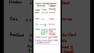 Centriole class 11 in hindi shorts centriole [upl. by Mauchi]