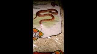 Substrates for corn snakes  which to use and not [upl. by Placidia572]