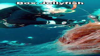 Painful Box Jellyfish Stings shorts youtube animals [upl. by Ahsea]