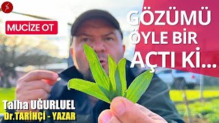 MUCİZE OT  GÖZÜMÜ ÖYLE BİR AÇTI Kİ  DAMAR OTU  SİNİR OTU  Talha Uğurluel [upl. by Furey444]