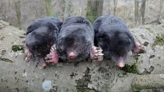 Mole trapping tips and kills part 1 [upl. by Rebmac991]