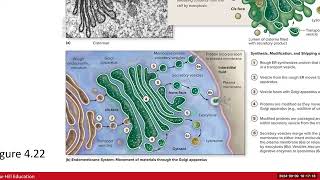 Day 4 BIO 210 700 Lecture FA2024 Cell Part 2 [upl. by Mosnar]