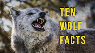 10 Cool Facts About Wolves [upl. by Adniled]