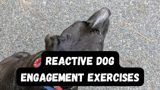 Reactive Dog Training Engagement Exercises and Proof of Progress [upl. by Eldred238]