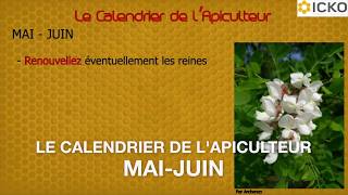 Apiculture  calendrier apicole mai à juin  Truffaut [upl. by Westbrooke279]