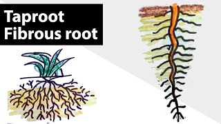 How to draw Tap root and Fibrous root  Step by step drawing for kids  Botany Icon [upl. by Pattison]