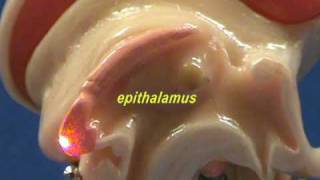 Brain Stem Model  Sagittal View  Thalamus amp Epithalamus [upl. by Evilc940]