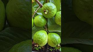 🌿How to grow guava tree great idea to propagate guava tree by air layering using a potato🥔guava [upl. by Uwkuhceki]