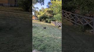 ❤️ Georgie The Malshipoo Loves to Play Fetch ❤️ [upl. by Heda46]