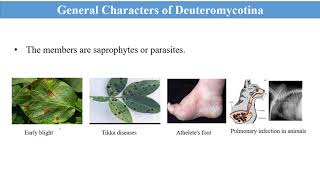 General characteristics of DeuteromycotinaDeuteromycota [upl. by Atikam140]