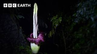 The Strangest Flower on Earth  The Making of Asia  BBC Earth [upl. by Carolle584]