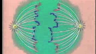 Anaphase The Third Stage of Mitosis [upl. by Braca160]