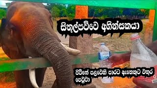 ජිවිතේ පළවෙනි පාරට ඇතෙකුට වතුර පෙවුවා sithulpauwa srilanka travel [upl. by Alleras]